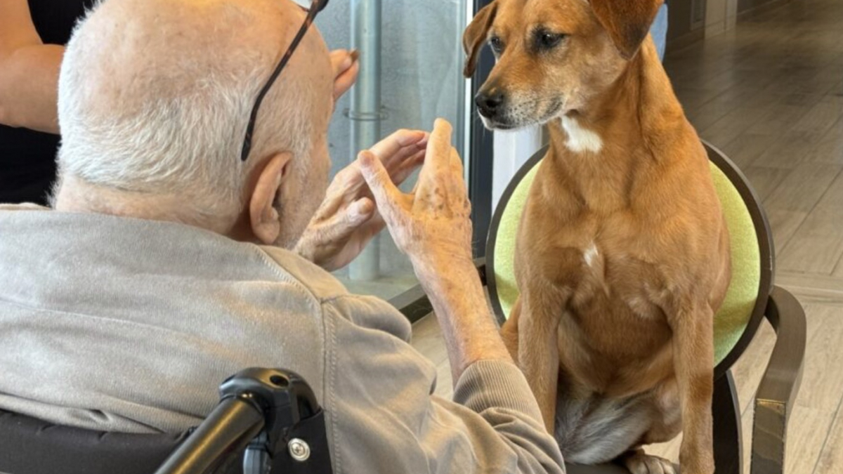 Illustration : "Chienne de thérapie, Bali œuvre toute l’année pour améliorer la qualité de vie des personnes atteintes de la maladie d’Alzheimer "