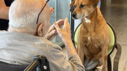 Illustration : Chienne de th&eacute;rapie, Bali &oelig;uvre toute l&rsquo;ann&eacute;e pour am&eacute;liorer la qualit&eacute; de vie des personnes atteintes de la maladie d&rsquo;Alzheimer 