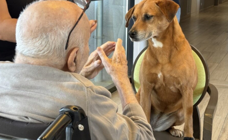 Chienne de thérapie, Bali œuvre toute l’année pour améliorer la qualité de vie des personnes atteintes de la maladie d’Alzheimer 