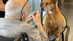 Illustration : Chienne de thérapie, Bali œuvre toute l’année pour améliorer la qualité de vie des personnes atteintes de la maladie d’Alzheimer 