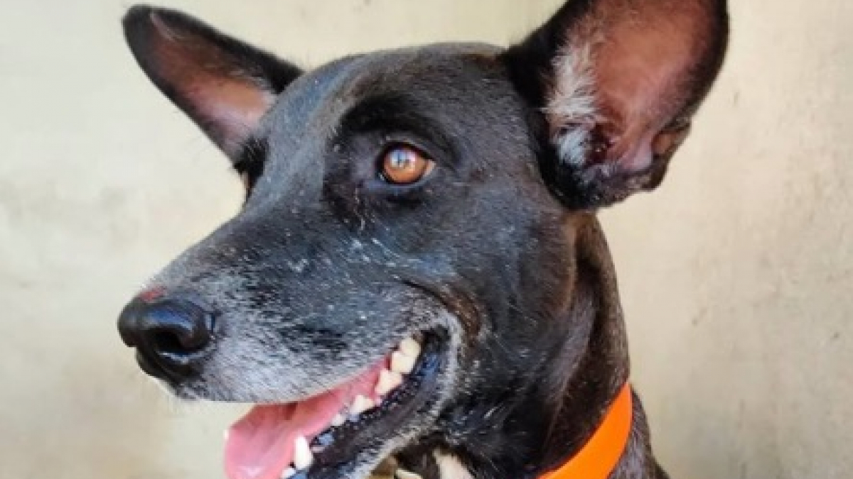 Illustration : "Un refuge du Calvados innove en ciblant précisément la compatibilité entre l'adoptant et le chien"