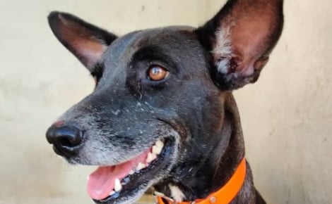 Un refuge du Calvados innove en ciblant précisément la compatibilité entre l'adoptant et le chien