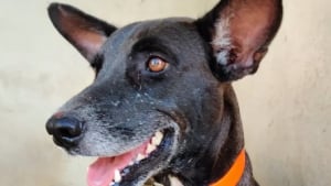 Illustration : Un refuge du Calvados innove en ciblant pr&eacute;cis&eacute;ment la compatibilit&eacute; entre l'adoptant et le chien