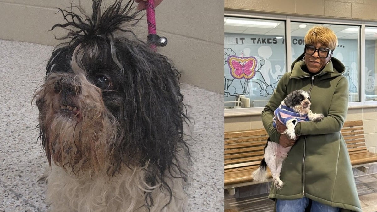 Illustration : "« J’ai pleuré, j’étais tellement émue », perdu depuis près de 10 ans, un chien est retrouvé sur Facebook par la petite-fille de sa maîtresse"