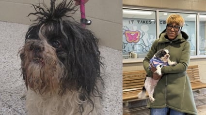 Illustration : &laquo; J&rsquo;ai pleur&eacute;, j&rsquo;&eacute;tais tellement &eacute;mue &raquo;, perdu depuis pr&egrave;s de 10 ans, un chien est retrouv&eacute; sur Facebook par la petite-fille de sa ma&icirc;tresse