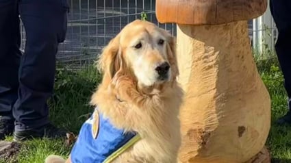 Illustration : Un chien r&eacute;form&eacute; et orient&eacute; comme assistant judiciaire accompagne les victimes lors des proc&egrave;s difficiles &agrave; la cour d'assises de Corr&egrave;ze (vid&eacute;o)