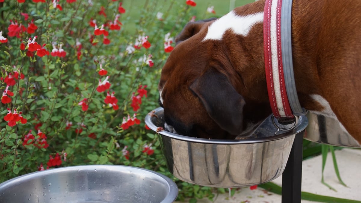Illustration : "Surélever la gamelle peut accroître le risque de dilatation-torsion d’estomac chez votre chien, selon une étude"