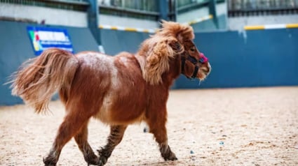 Illustration : Un poney Shetland miniature retrouv&eacute; dans un &eacute;tat critique est sauv&eacute; gr&acirc;ce &agrave; des soins v&eacute;t&eacute;rinaires intensifs (vid&eacute;o)