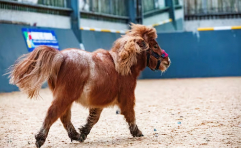 Un poney Shetland miniature retrouvé dans un état critique est sauvé grâce à des soins vétérinaires intensifs (vidéo)