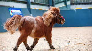 Illustration : Un poney Shetland miniature retrouvé dans un état critique est sauvé grâce à des soins vétérinaires intensifs (vidéo)