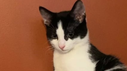 Illustration : Ils retrouvent leur chat de 10 mois enterr&eacute; vivant chez le voisin et pr&eacute;viennent les gendarmes qui le sauvent