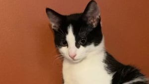 Illustration : Ils retrouvent leur chat de 10 mois enterr&eacute; vivant chez le voisin et pr&eacute;viennent les gendarmes qui le sauvent