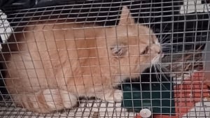 Illustration : Les pompiers de Toulouse lib&egrave;rent un chat errant coinc&eacute; pendant une semaine dans un parking souterrain