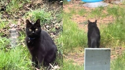 Illustration : Un chat s&eacute;nior r&eacute;appara&icirc;t dans le jardin de son ancienne propri&eacute;taire 7 ans apr&egrave;s avoir fugu&eacute;
