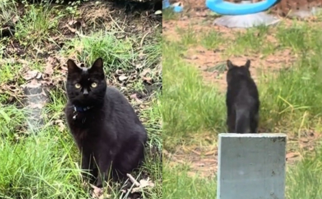 Un chat sénior réapparaît dans le jardin de son ancienne propriétaire 7 ans après avoir fugué