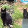 Illustration : Un chat s&eacute;nior r&eacute;appara&icirc;t dans le jardin de son ancienne propri&eacute;taire 7 ans apr&egrave;s avoir fugu&eacute;