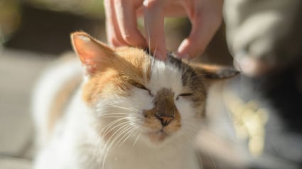 Illustration : Physiologie f&eacute;line : des chercheurs r&eacute;solvent enfin le myst&egrave;re anatomique du ronronnement