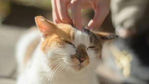Illustration : "Physiologie féline : des chercheurs résolvent enfin le mystère anatomique du ronronnement"