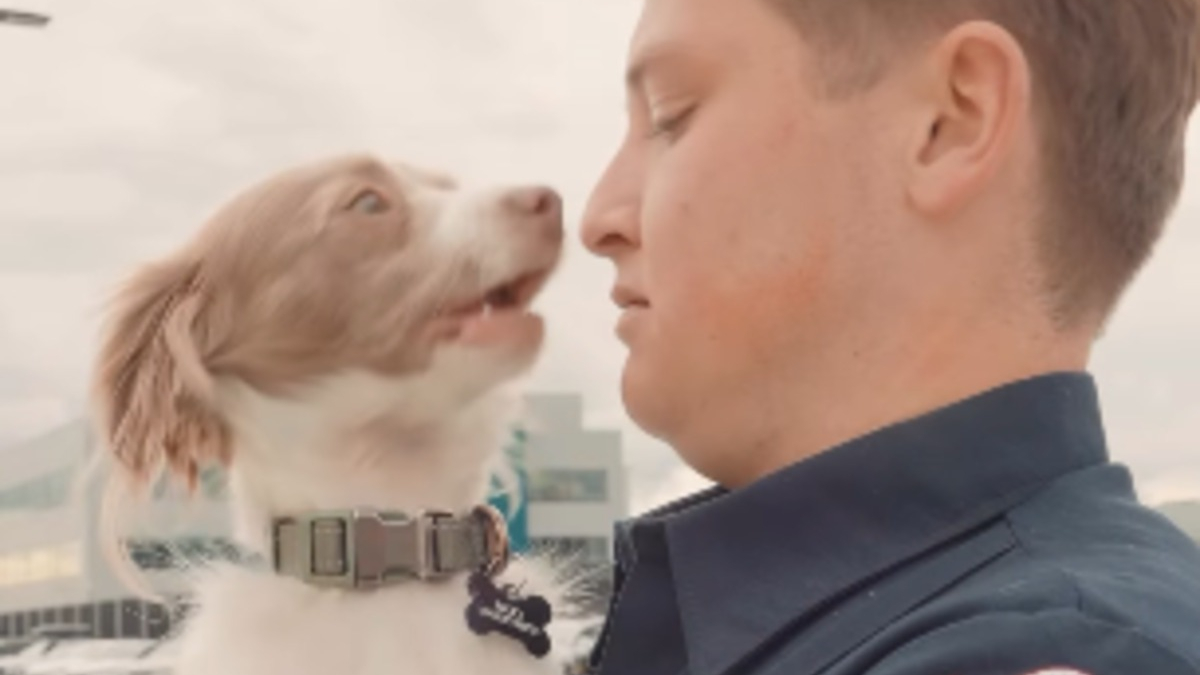 Illustration : "Un chiot errant blessé se réfugie dans une caserne et l'un des pompiers devient sa famille d'accueil"