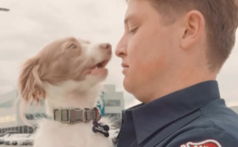 Un chiot errant blessé se réfugie dans une caserne et l'un des pompiers devient sa famille d'accueil
