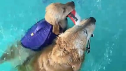 Illustration : Ravi d'avoir enfin une petite soeur, ce Golden Retriever lui apprend &agrave; nager avec enthousiasme (vid&eacute;o)