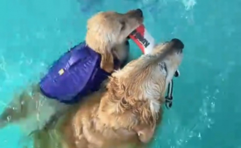 Ravi d'avoir enfin une petite soeur, ce Golden Retriever lui apprend à nager avec enthousiasme (vidéo)