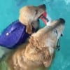 Illustration : Ravi d'avoir enfin une petite soeur, ce Golden Retriever lui apprend &agrave; nager avec enthousiasme (vid&eacute;o)