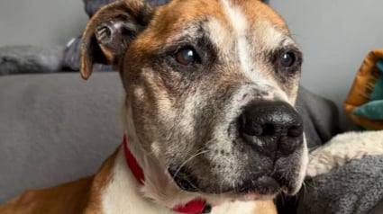 Illustration : Un homme condamn&eacute; &agrave; 12 mois de prison avec sursis pour avoir enferm&eacute; son chien dans une cage de 4 m2