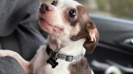 Illustration : Abandonn&eacute; dans un cimeti&egrave;re avec son panier, un Chihuahua d&rsquo;abord m&eacute;fiant se r&eacute;fugie dans les bras de sa sauveteuse