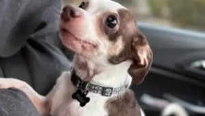 Illustration : Abandonn&eacute; dans un cimeti&egrave;re avec son panier, un Chihuahua d&rsquo;abord m&eacute;fiant se r&eacute;fugie dans les bras de sa sauveteuse