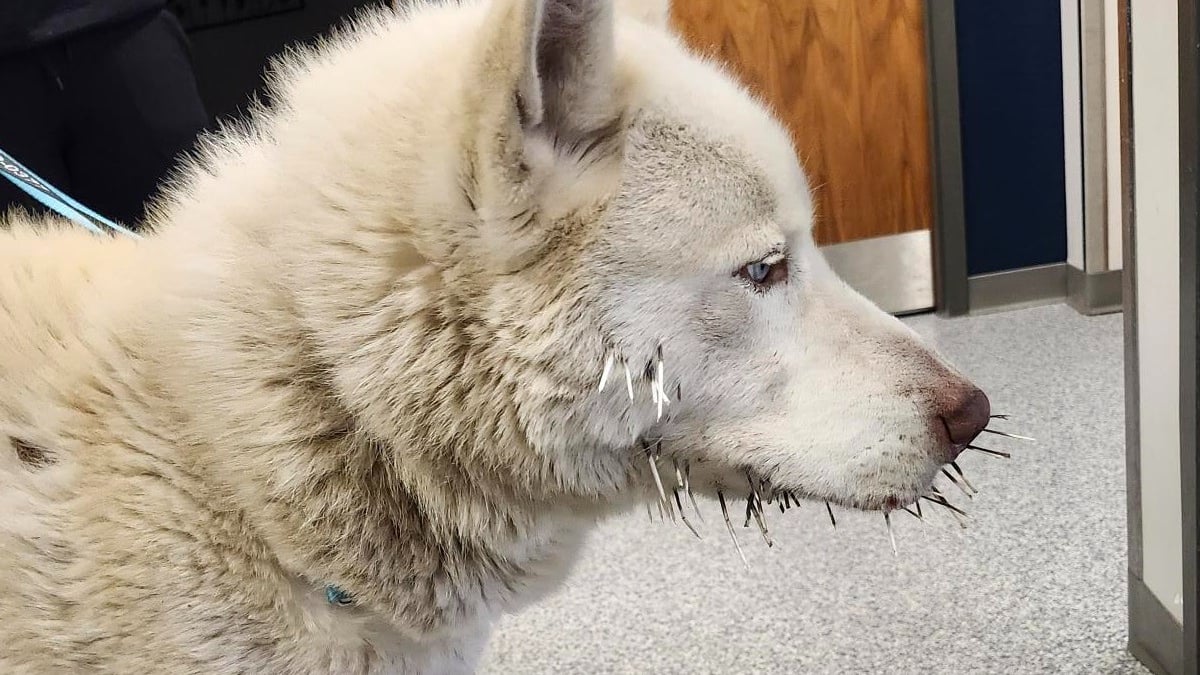 Illustration : "La police prend en charge un Husky abandonné car blessé par des piquants de porc-épic, le soigne et lui trouve un nouveau foyer"