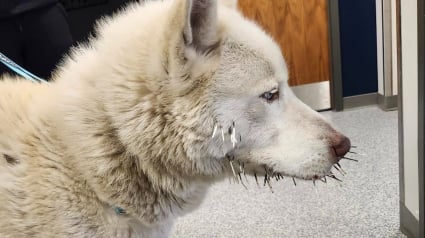 Illustration : La police prend en charge un Husky abandonn&eacute; car bless&eacute; par des piquants de porc-&eacute;pic, le soigne et lui trouve un nouveau foyer