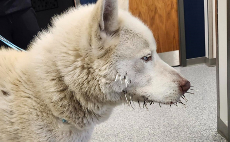La police prend en charge un Husky abandonné car blessé par des piquants de porc-épic, le soigne et lui trouve un nouveau foyer