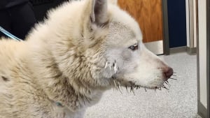 Illustration : La police prend en charge un Husky abandonn&eacute; car bless&eacute; par des piquants de porc-&eacute;pic, le soigne et lui trouve un nouveau foyer
