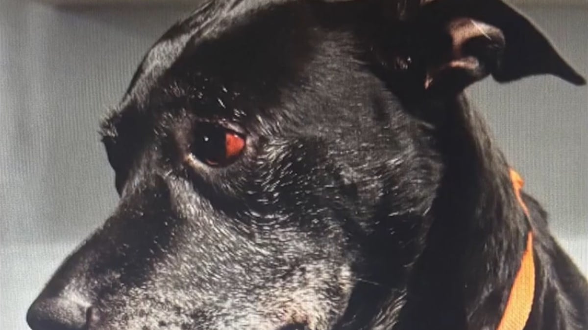 Illustration : "Un « éducateur » blesse gravement un chien en utilisant une perche de capture lors d’un entraînement, l’animal est sauvé par une opération"