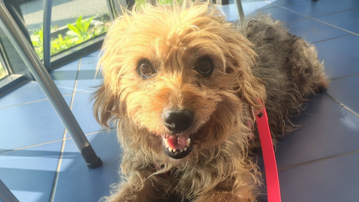 Illustration : "Sortie de fourrière et atteinte de 3 tumeurs, cette petite chienne cherche une famille d'accueil proche d'Angers"