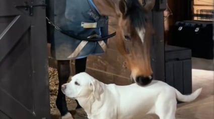 Illustration : Un cheval t&eacute;moigne son affection &agrave; un Labrador par de d&eacute;licats mordillements (vid&eacute;o)