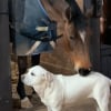 Illustration : Un cheval t&eacute;moigne son affection &agrave; un Labrador par de d&eacute;licats mordillements (vid&eacute;o)