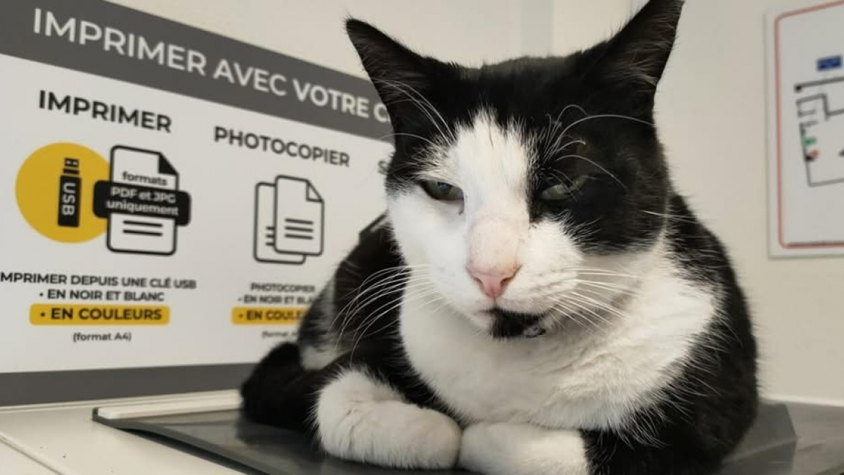 Illustration : "« Devenu le chat de tout le monde », ce chat errant d'Albert (80) dans la Somme voit les commerçants se cotiser pour payer son opération dentaire"