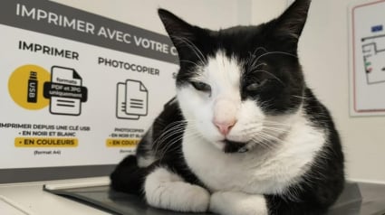 Illustration : &laquo; Devenu le chat de tout le monde &raquo;, ce chat errant d'Albert (80) dans la Somme voit les commer&ccedil;ants se cotiser pour payer son op&eacute;ration dentaire