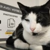 Illustration : &laquo; Devenu le chat de tout le monde &raquo;, ce chat errant d'Albert (80) dans la Somme voit les commer&ccedil;ants se cotiser pour payer son op&eacute;ration dentaire
