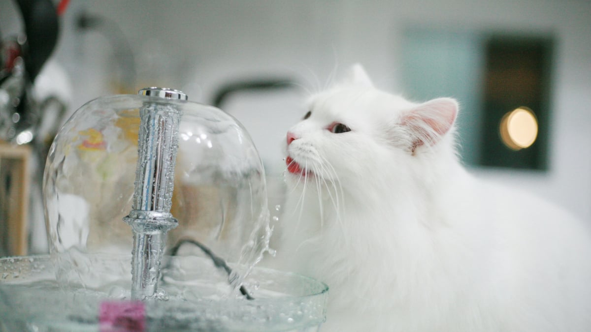 Illustration : "Hydratation du chat : une étude compare cliniquement l'efficacité des fontaines à eau et des gamelles"