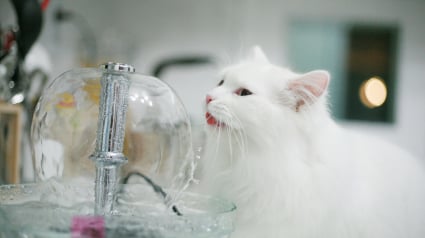 Illustration : Hydratation du chat : une &eacute;tude compare cliniquement l'efficacit&eacute; des fontaines &agrave; eau et des gamelles