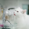Illustration : Hydratation du chat : une &eacute;tude compare cliniquement l'efficacit&eacute; des fontaines &agrave; eau et des gamelles