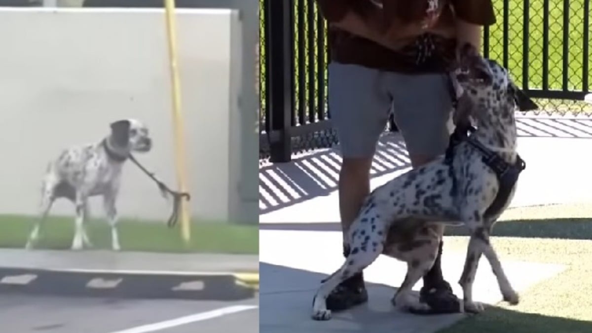 Illustration : "Un croisé Dalmatien abandonné et attaché à un poteau trouve enfin un foyer grâce à un reportage télévisé"