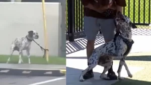 Illustration : Un croisé Dalmatien abandonné et attaché à un poteau trouve enfin un foyer grâce à un reportage télévisé