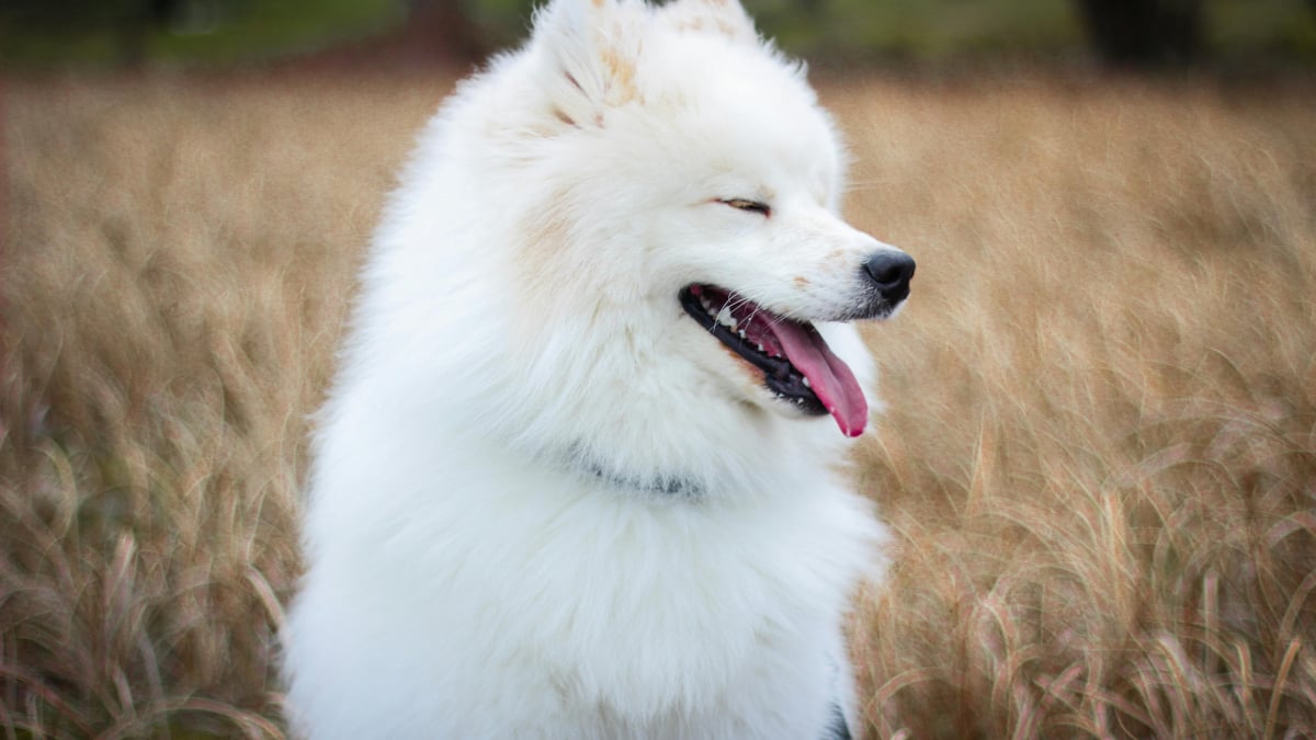 Illustration : "10 races de chiens dont le pelage demande un entretien particulier"