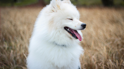 Illustration : 10 races de chiens dont le pelage demande un entretien particulier