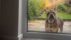 Illustration : Un chien adopté en refuge accepte enfin de rentrer dans sa nouvelle maison après six mois d'attente (vidéo)