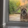 Illustration : Un chien adopt&eacute; en refuge accepte enfin de rentrer dans sa nouvelle maison apr&egrave;s six mois d'attente (vid&eacute;o)
